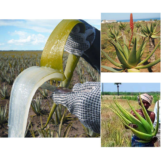 One Touch to Gorgeous 110 ml African Rosemary& Cloves Hot Oil Accelerate the Scalp to Deliver More Nutrients to Hair Follicles